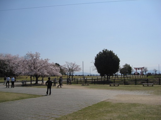 宮島サービスエリアの下りの桜と大鳥居