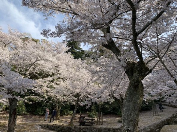 桜が満開で見頃の宮島でお花見してきたよ!!
